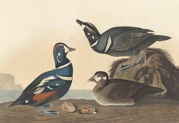 goose and geese © FAKHAD