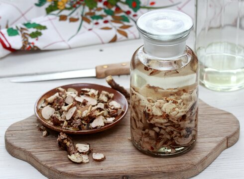 Preparation of herb tincture from fresh roots of  Rhodiola rosea. Commonly known as  golden root, rose root, Arctic root or king's crown.