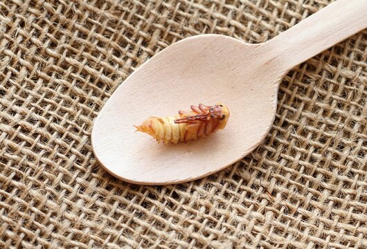 Zophobas morio or Tenebrio atratus larvae on wooden spoon. Pupa from superworm slowly turning into adult, species of darkling beetle.