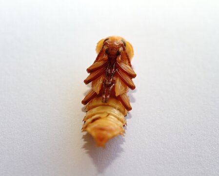 Zophobas morio or Tenebrio atratus larvae on white. Pupa from superworm slowly turning into adult, species of darkling beetle.