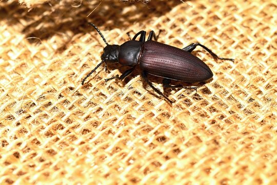 Zophobas morio or Tenebrio atratus beetle on burlap. One week old species of darkling beetle changing its color from red to black.