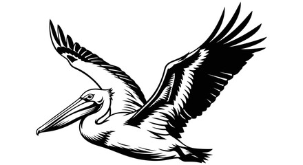 Fototapeta premium Beautiful pelican in flight with outstretched wings showcasing its majestic beauty and fluid motion against a plain white background