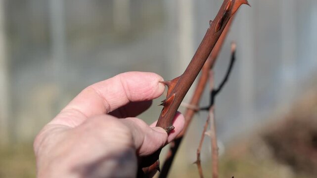Human finger touches the sharp thorns of a rose stem in a garden. Delicate human skin and the protective spikes of the rose plant, close up. Boundaries concept.