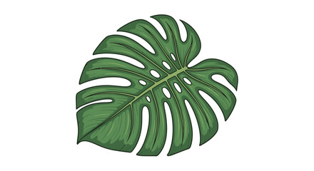 Large green tropical monstera leaf closeup. © Fauzi