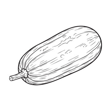 Cucumber Line Drawing Isolated on White Background