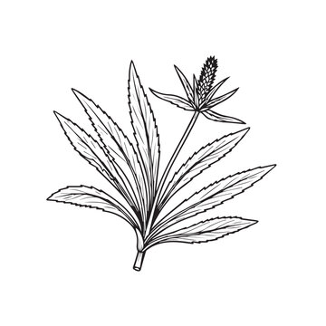 Culantro Plant Line Drawing Illustration Isolated on White Background