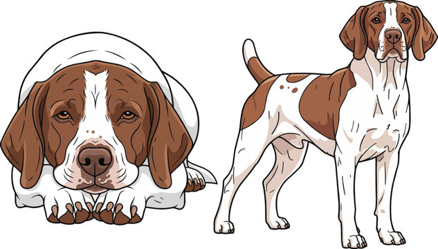 Braque du Bourbonnais dog resting face on paws standing pose set