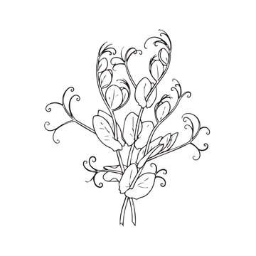 Line Art Pea Sprouts Bunch with Tendrils and Leaves Isolated on White Vector Illustration