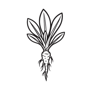 Mandrake Root Illustration Stylized Plant with Fibrous Roots and Leaves Black and White Line Art