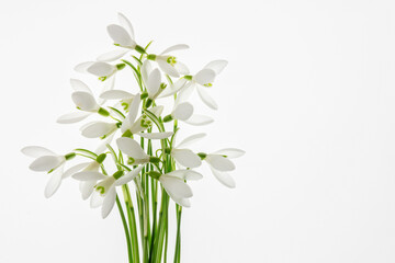 Przebiśniegi na białym tle – jasna wiosenna kompozycja kwiatów © Elżbieta Kaps