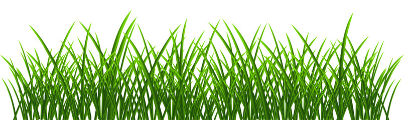 Fototapeta premium Green grass border isolated on transparent background. 