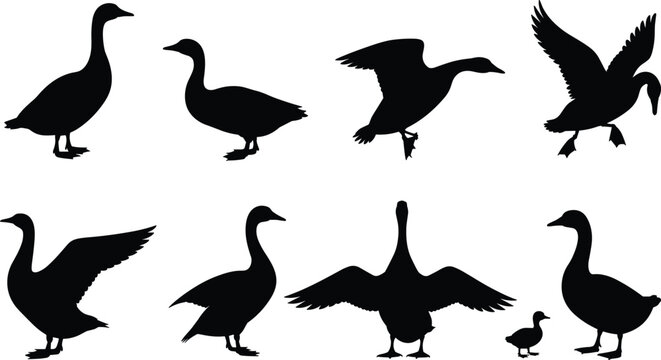 Goose silhouettes collection, flying standing waterfowl vector set, wild bird icons isolated on white background for farm design