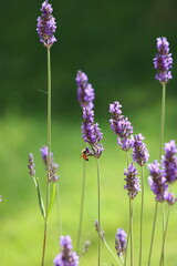 Naklejka premium flowers of lavender, with bee