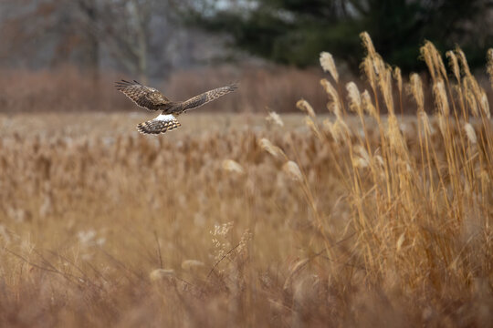 Northern Harrier Flying Low Over Winter Marsh Grass