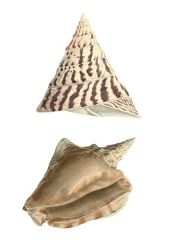 Strombus conch and Trochus cone seashells vintage illustration isolated on white
