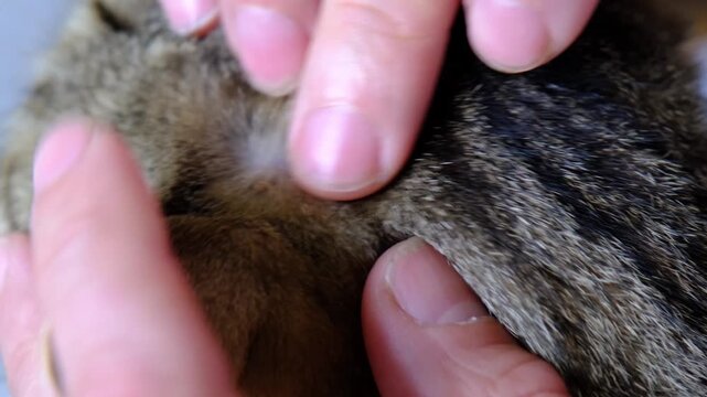 The tick bit into the skin of the cat under the fur, removing the tick