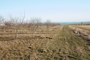 A grassy field with trees