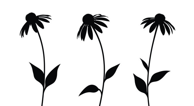 Triple silhouette group of echinacea coneflowers on long stems with leaves isolated against a plain white background.