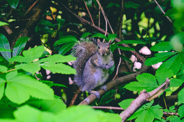 Fototapeta premium Grey squirrel sitting on a branch in foliage.