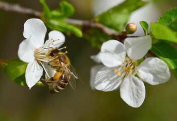 Biene auf einer Schlehenbl&uuml;te