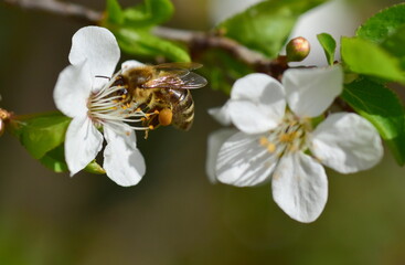 Biene auf einer Schlehenbl&uuml;te