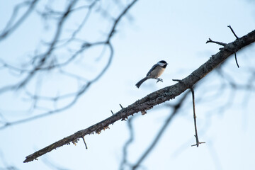 Black Capped Chickadee © Neil