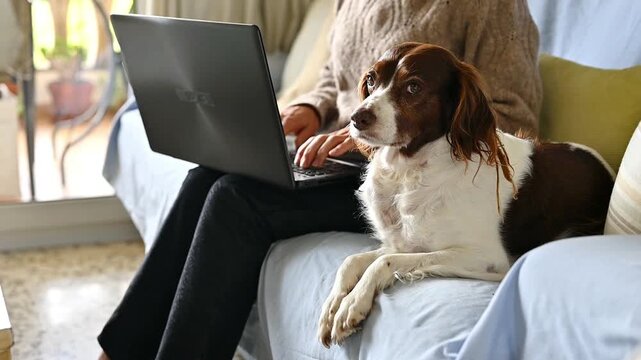 Brittany Spaniel Relaxing On Sofa Beside Owner Working remote On Laptop, Cozy Home Lifestyle, Emotional Pet Companionship, Warm Interior, Slow Living And Everyday Domestic Dog Life,pet behavior at hom