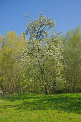 Obraz premium grassland with flowering fruit trees in spring in the flemish countryside