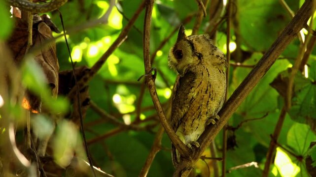 A detailed closeup video of an Indian scops owl (Otus bakkamoena) resting on a tree branch inside a natural forest during the autumn season in Himachal Pradesh, India.