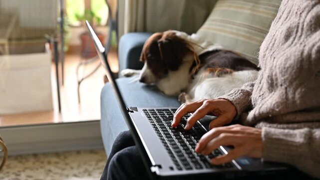 Close Up Woman Hands Typing On Laptop While Dog Resting On Sofa In Background, Work From Home Lifestyle, Remote Work