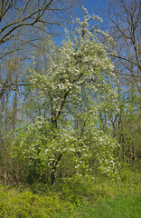 Fototapeta premium grassland with flowering fruit trees in spring in the flemish countryside