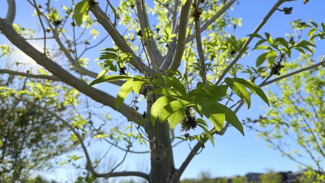 Smooth handheld shot of fresh green leaves on a young tree. Bright sunlight sparkling through translucent foliage against a clear blue sky. Dreamy lens flare and atmosphere of spring awakening.
