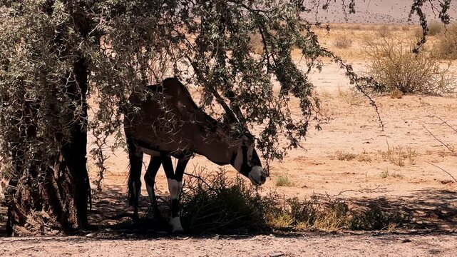 Oryx peacefully resting in their natural habitat. The oryxes are a majestic sight, their coats.An oryx antelope takes refuge from the scorching heat in the shade of a tree in Namibia's Sesriem Canyon.