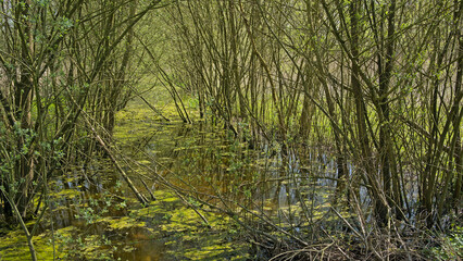 Obraz premium Creek with willow trees and duckweed in Parkbos nature reserve, Ghent, Flanders, Belgium 