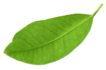 Obraz premium Fresh green leaf of citrus plant isolated on white