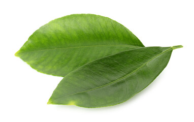 Two leaves of citrus plant isolated on white
