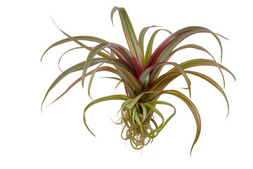 Naklejka premium Tillandsia ionantha with colorful green and red leaves, an epiphytic bromeliad, perfect for indoor plant designs