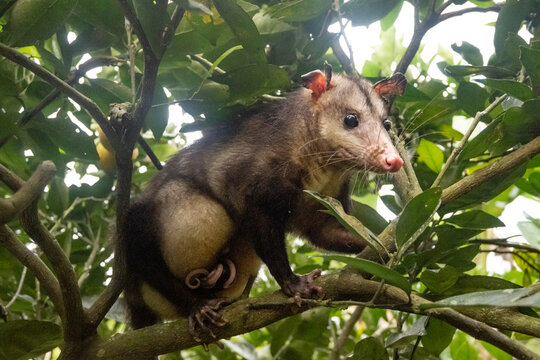 zarigueya tlacuache opossim