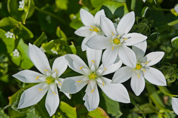 Closeup of bright white grass lily flowers - Ornithogalum umbellatum
