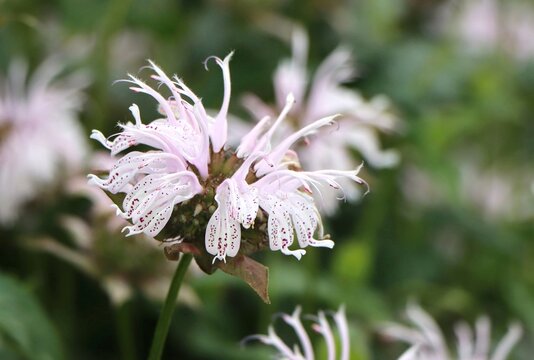 Beautiful monarda flower growing in a garden