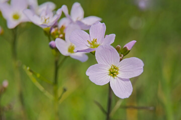 Fototapeta premium Closeup of soft pink cuckooflowers -- Cardamine pratensis.
