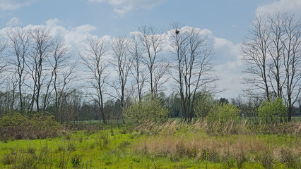 Obraz premium landscape with bare poplars and green spring shrubs in Parkbos nature reserve, Ghent, Flanders, Belgium 