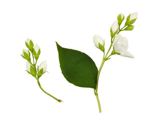 Fototapeta premium Set of Jasmine (Philadelphus) sprigs with buds and leaves isolated on white or transparent background