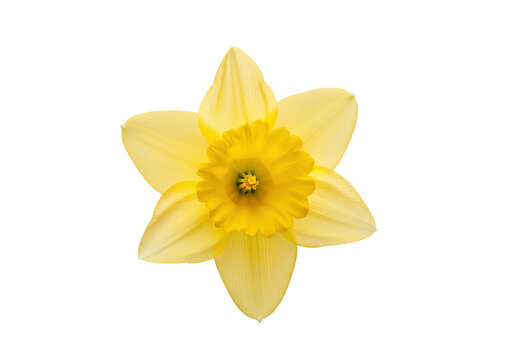 A single yellow daffodil flower isolated on a white background.