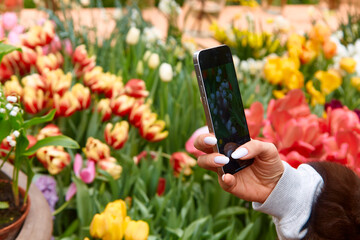 Visitor taking a smartphone photo of colorful flowers at a vibrant flower exhibition with various tulips and blossoms in the background