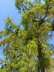 Obraz premium Tall green trees against blue sky view from below