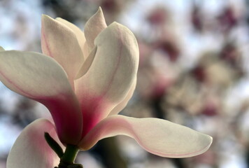 Bl&uuml;hender Magnolienzweig im Fr&uuml;hling