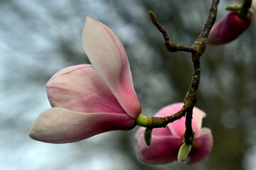 Bl&uuml;hender Magnolienzweig im Fr&uuml;hling