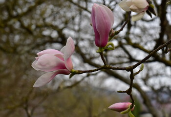 Bl&uuml;hender Magnolienzweig im Fr&uuml;hling