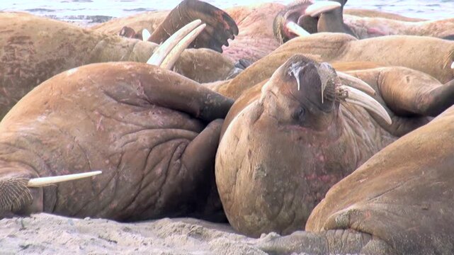 A majestic congregation of Atlantic walruses finds tranquil respite on the sandy shores of Spitsbergen.